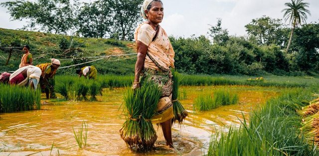 farming_old_picture_high_res.jpeg