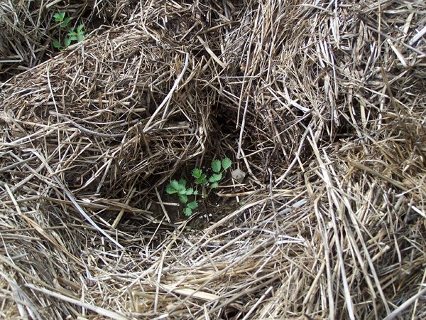 New Herb garden - Row 4 - salad burnet2 crop June 2018.jpg