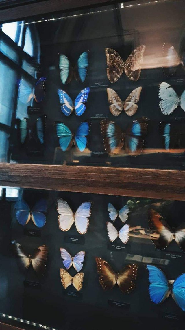 butterflies mary.jpg
