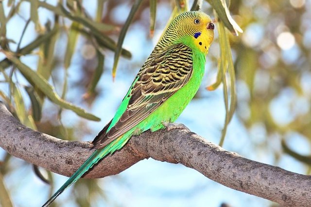 800px-Budgerigar-strzelecki-qld~2.jpg