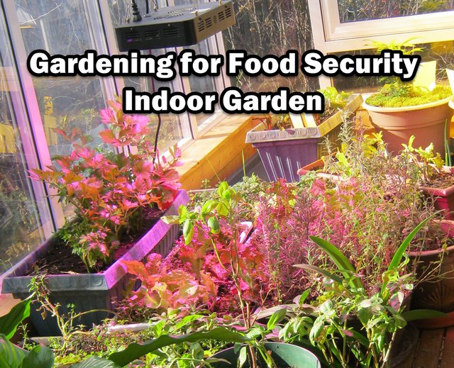 Gardening for food security plants under LED in Sunroom.JPG