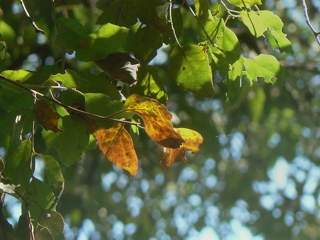 P2040960 malo.jpg