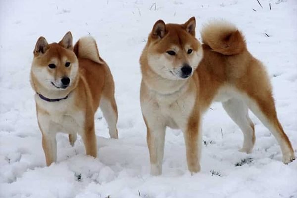 cho-shiba-inu-14-giong-cho-dep-nhat-the-gioi-1-600x400.jpg