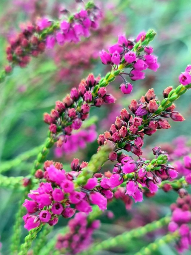 pink flowers.jpeg