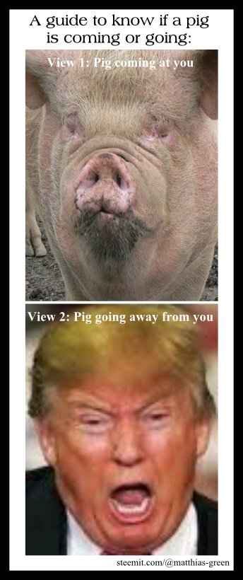 Pig Guide.jpg