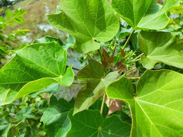 Leaves Fresh Jatropha (11).jpg