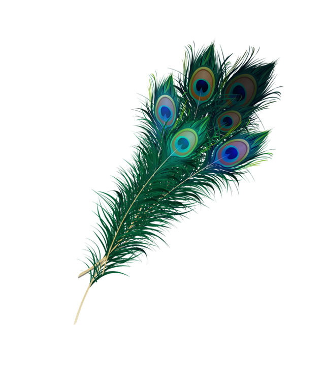 peacock_feather_png_by_asher_bee-dan8uap.png