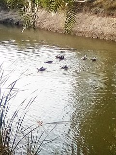 patos 018.jpg