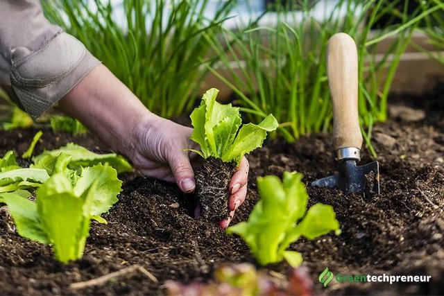 Start-Your-Own-Sustainable-Garden.jpg