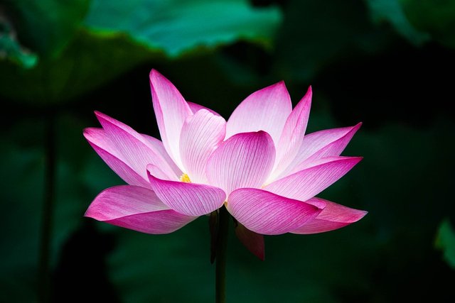 lotus-978659_960_720.jpg