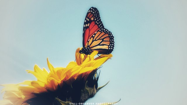 butterfly sunslower2.jpg