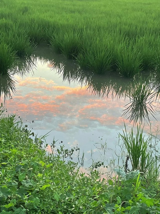 云层掉进了稻田里.jpg