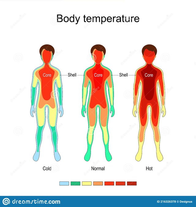 body-temperature-thermoregulation-body-temperature-thermoregulation-normal-cold-hot-core-remains-largely-constant-216326378.jpg