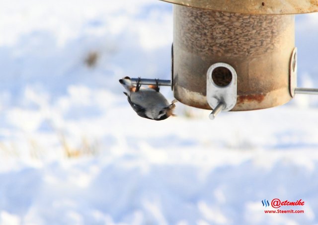 White-Breasted NuthatchPFW10_0499.JPG