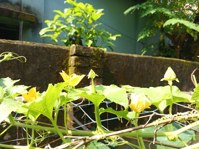 chalkumra (5).jpg
