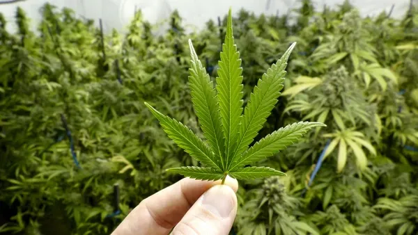 Cannabis-marihuana-planta-1920-2.jpg