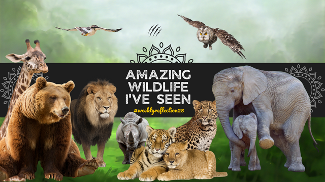 Yellow Bold Wildlife Safari YouTube Banner.png