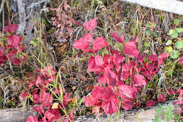 DSC_8216 highbush cranberry 1.jpg