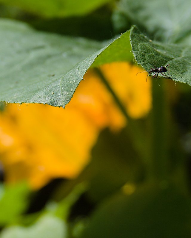 assassin bug nymph on zucchini leaf