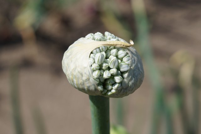 Half open onion inflorescences