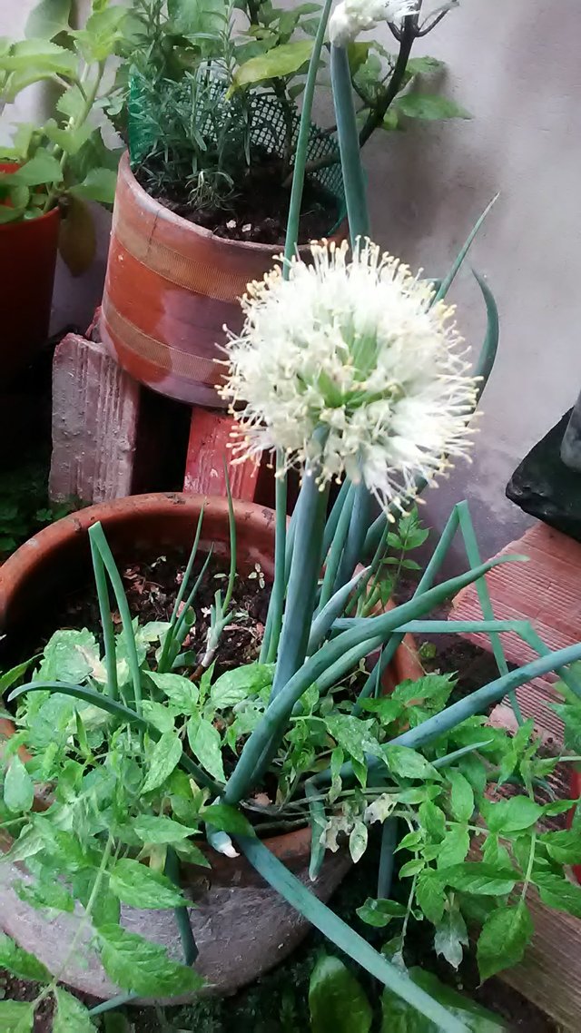 Allium schoenoprasum.jpg