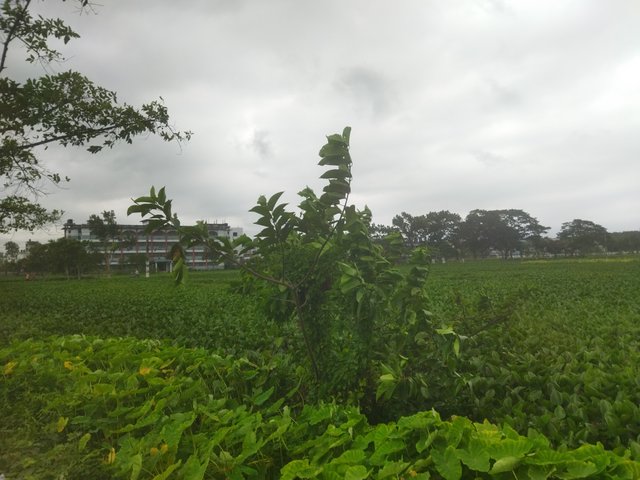 IMG_20250724_073736.jpg