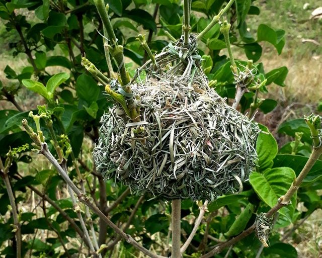weaver nest.jpg