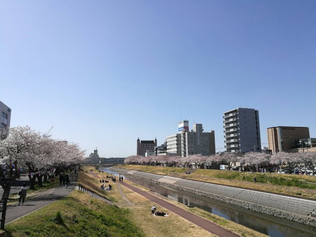 Sakura9.jpg