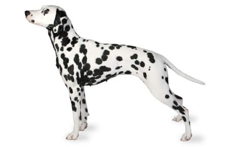 file_23146_dalmatian.jpg