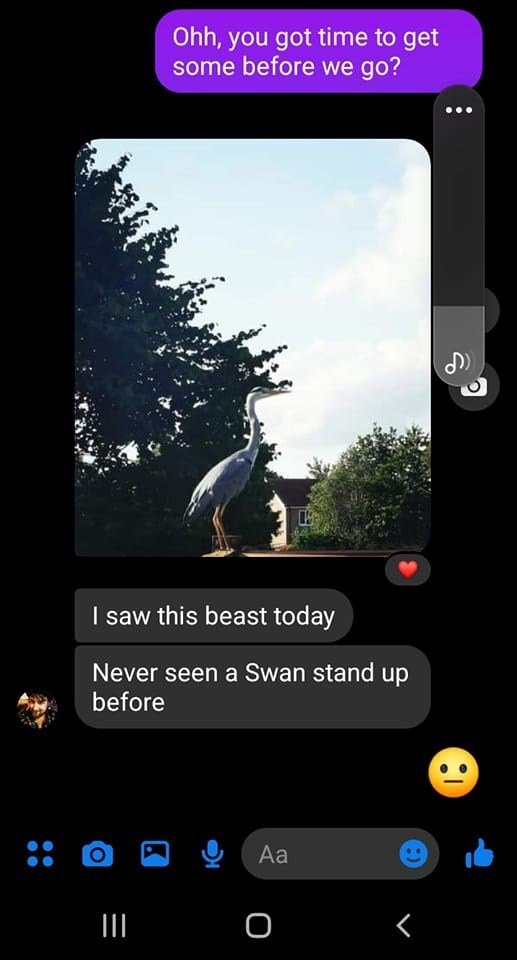 bird-saw-this-beast-today-never-seen-swan-stand-up-before-o-ohh-got-time-get-some-before-go-aa-o-r.jpg