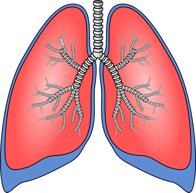 lungs-154282_1280.png