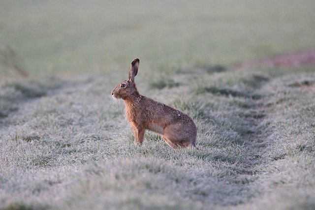 hare-6194141_640.jpg
