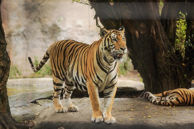 animal-4670258_1920.jpg