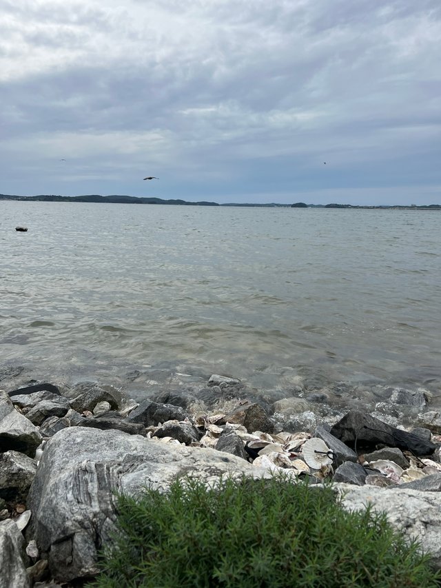 IMG_3285.jpeg