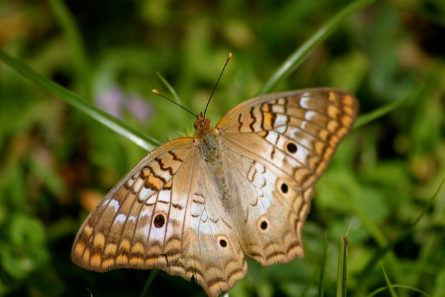 butterfly 3-3.jpg