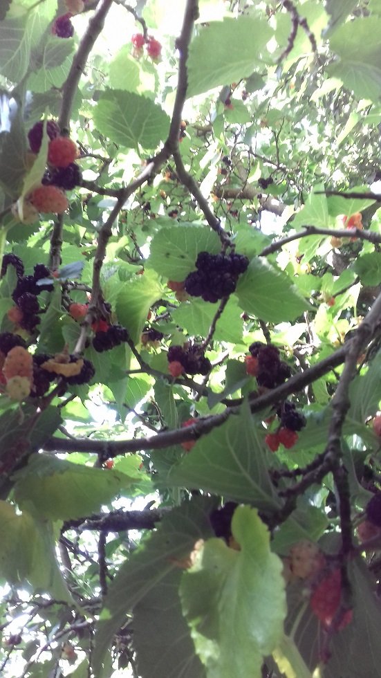 mulberry5.jpg