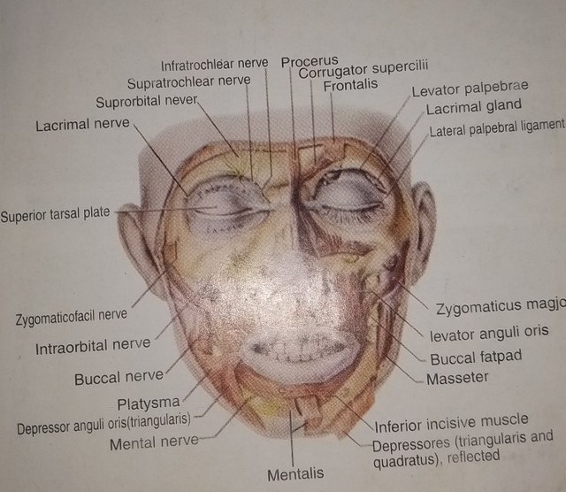 Osteology দেহের অস্থি বা হাড় সম্পর্কে আলোচনা_২.jpg