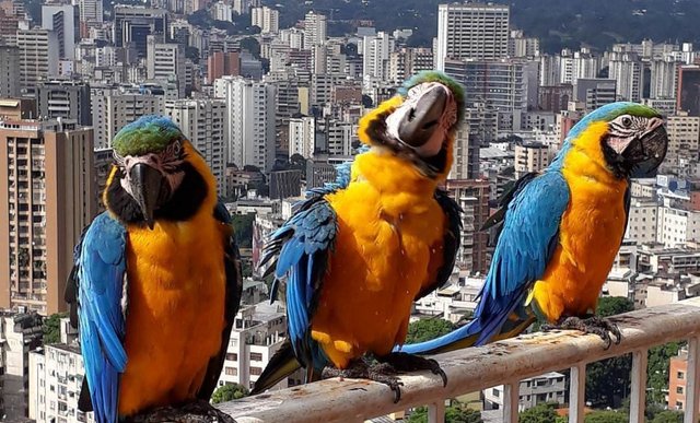 Guacamayas-Caracas.jpg