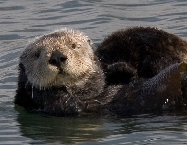 Sea_otter_cropped (1).jpg