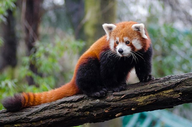 redpanda.jpg