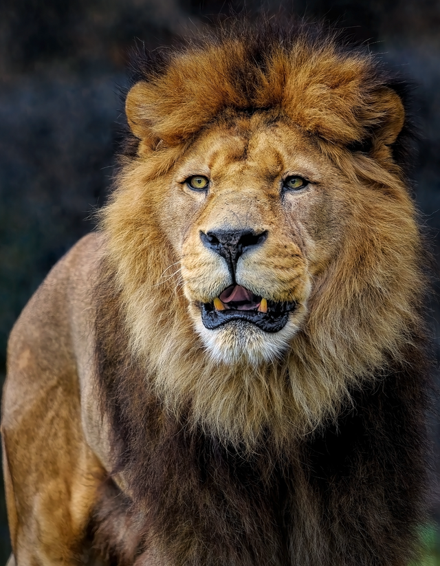 lion-8096155_1280.png