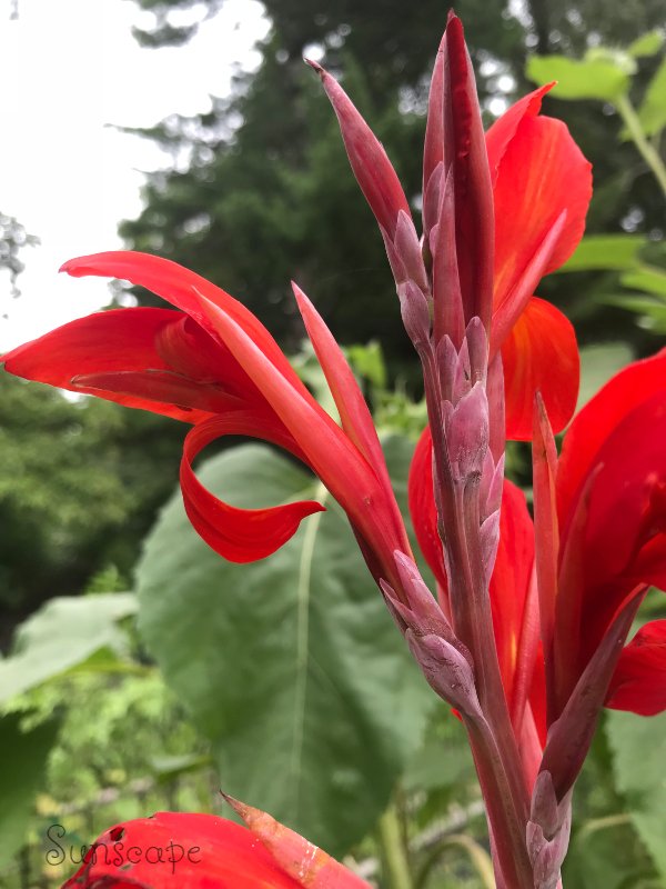 canna lily.jpg