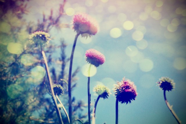RETRO BLOOM.jpg