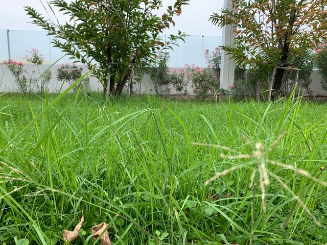 garden100.jpg