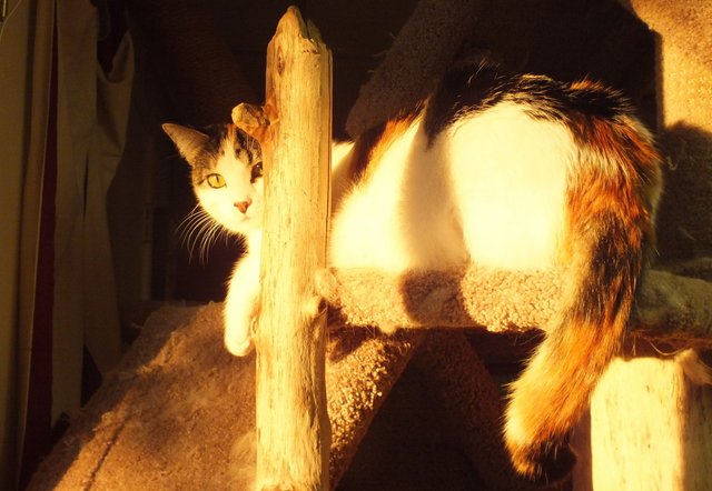 x1002-Nala.JPG