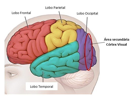 área secundária visual.jpg