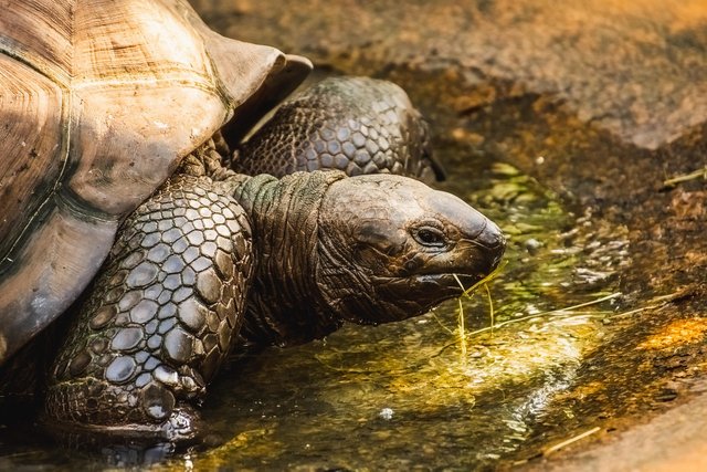 galapagos-giant-tortoise-7298816_1280.jpg