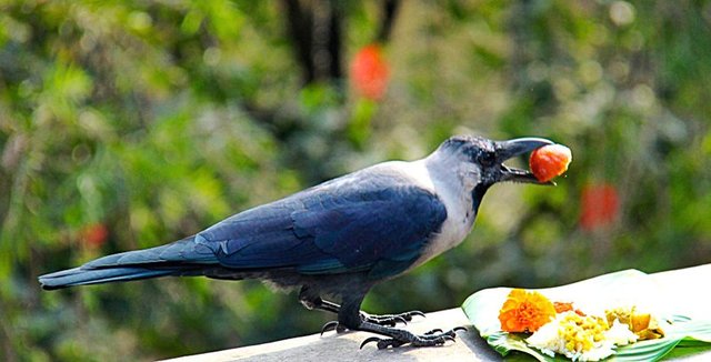 Crow-tihar.width-800.jpg