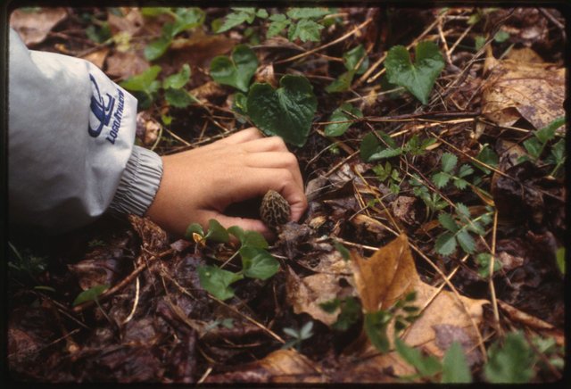 joe-age-11-picking-morel-mushrooms-1600.jpg