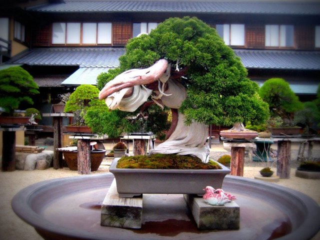 800-Year-Old-Bonsai-Tree-at-Shunkaen-1024x768.jpg